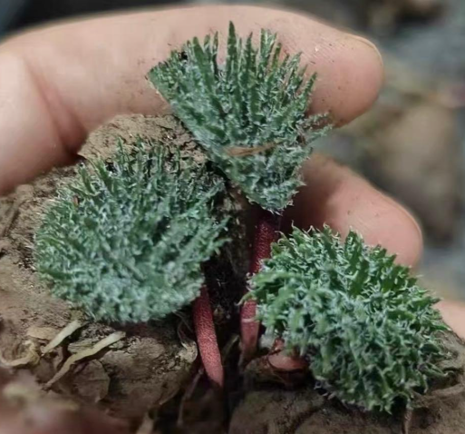 Eriospermum erinum sp. 3 Pieces Seeds