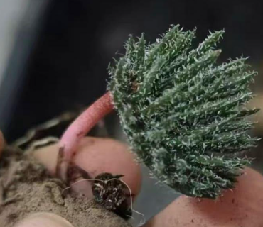 Eriospermum erinum sp. 3 Pieces Seeds