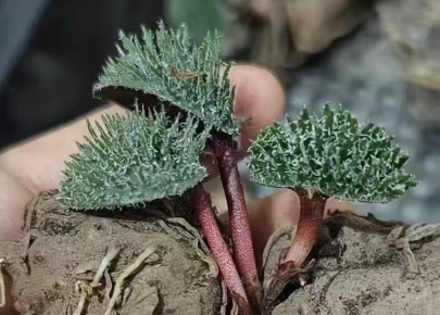 Eriospermum erinum sp. 3 Pieces Seeds