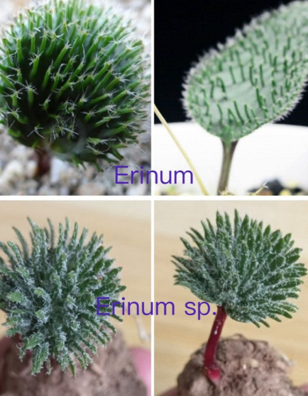 Eriospermum erinum sp. 3 Pieces Seeds