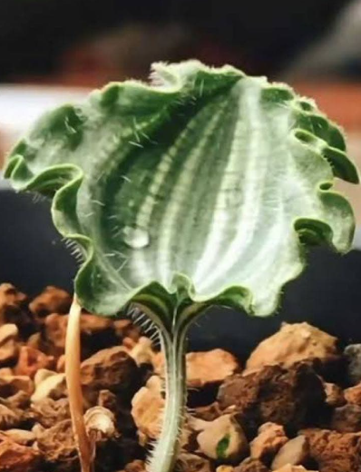 Eriospermum undulatum 3 Pieces Seeds