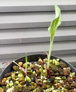 Eriospermum undulatum 3 Pieces Seeds