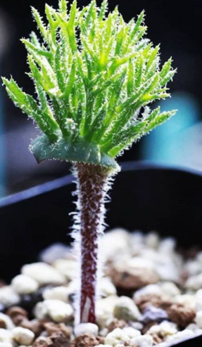 Eriospermum cervicorne 2 Pieces Seeds