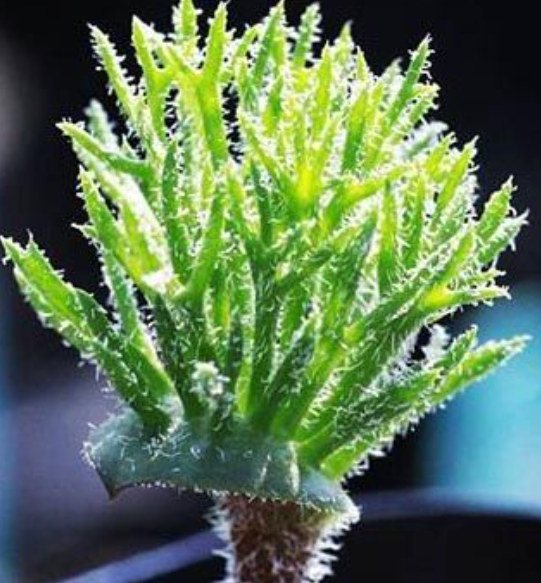 Eriospermum cervicorne 2 Pieces Seeds