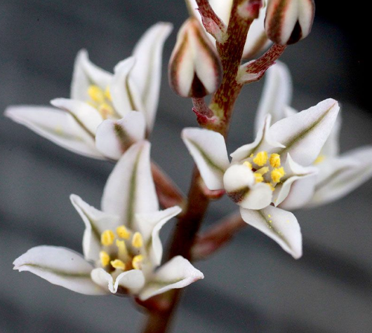 Eriospermum cervicorne 2 Pieces Seeds