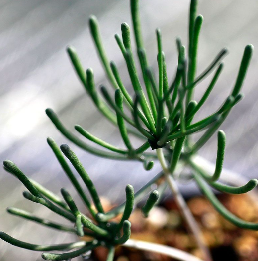 Eriospermum Bowieanum 2 Pieces Seeds