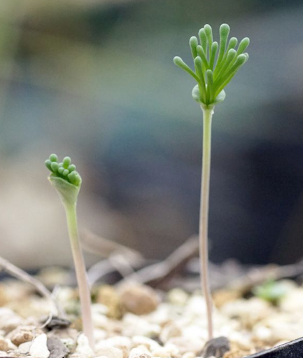 Eriospermum Bowieanum 2 Pieces Seeds