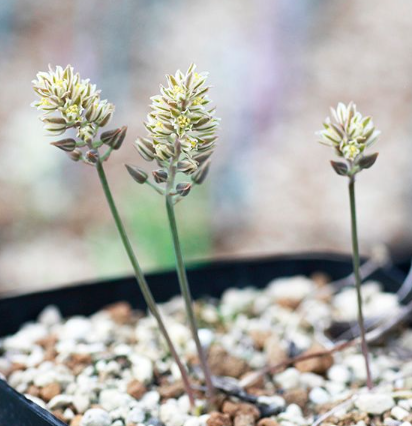 Eriospermum Bowieanum 2 Pieces Seeds