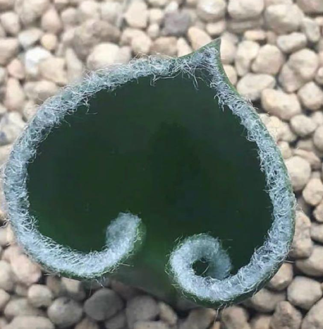 Eriospermum lanatum 3 Pieces Seeds