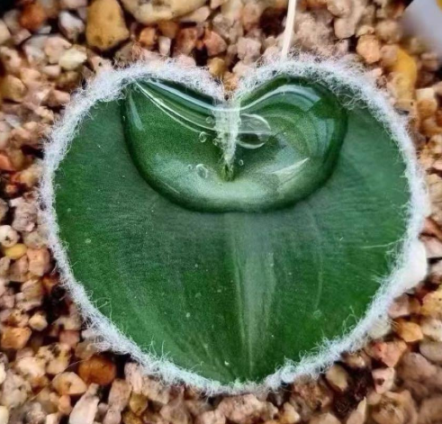 Eriospermum lanatum 3 Pieces Seeds