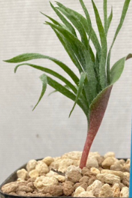 Eriospermum folioliferum 2 Pieces Seeds