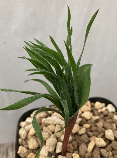 Eriospermum folioliferum 2 Pieces Seeds