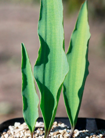 Eriospermum Lanceifolium 3 Pieces Seeds