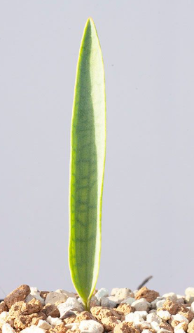 Eriospermum Lanceifolium 3 Pieces Seeds