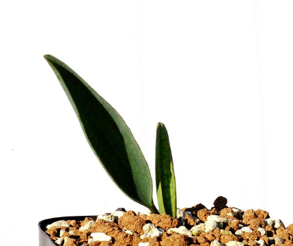 Eriospermum Lanceifolium 3 Pieces Seeds