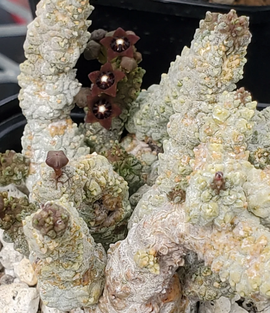 Pseudolithos dodsonianus 4 Pieces Seeds