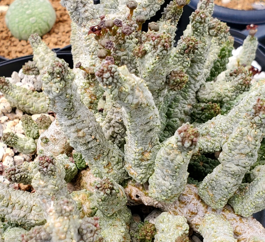 Pseudolithos dodsonianus 4 Pieces Seeds