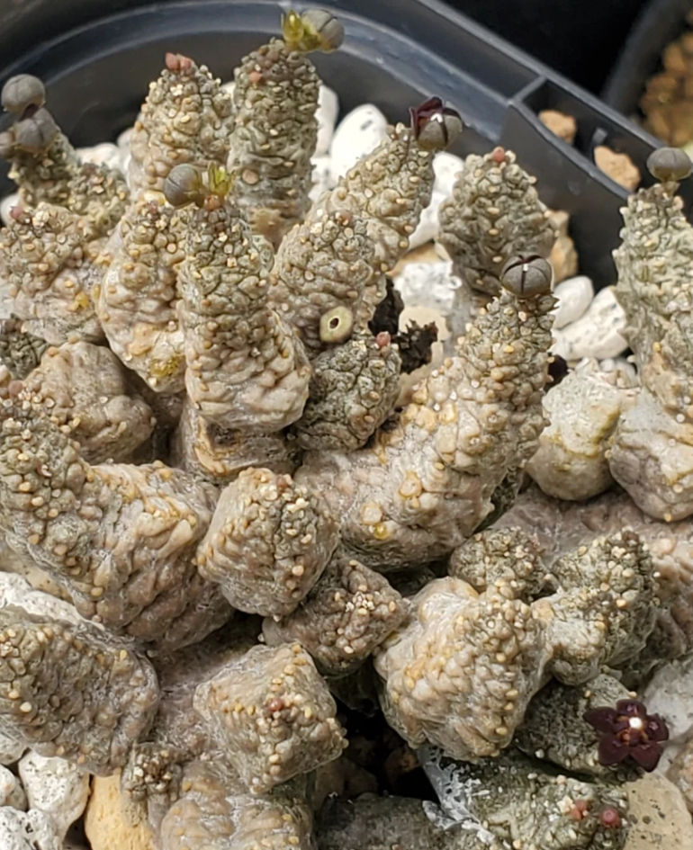 Pseudolithos dodsonianus 4 Pieces Seeds