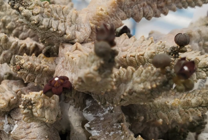 Pseudolithos dodsonianus 4 Pieces Seeds