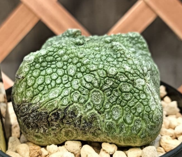 Pseudolithos cubiformis 10 Pieces Seeds