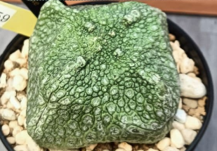 Pseudolithos cubiformis 10 Pieces Seeds