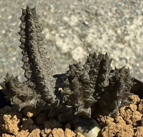 Pseudolithos maccoyi 10 Pieces Seeds