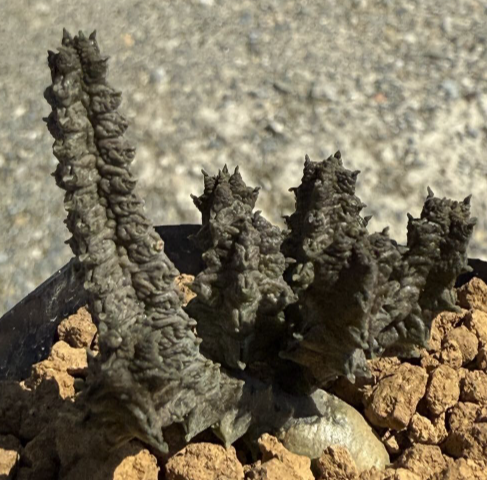 Pseudolithos maccoyi 10 Pieces Seeds