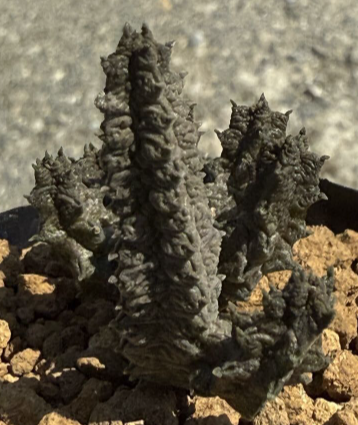 Pseudolithos maccoyi 10 Pieces Seeds