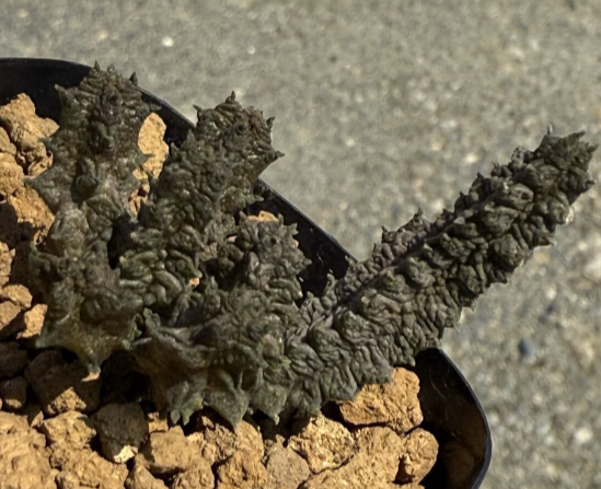 Pseudolithos maccoyi 10 Pieces Seeds