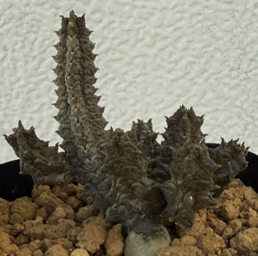 Pseudolithos maccoyi 10 Pieces Seeds