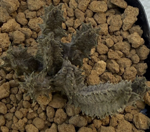 Pseudolithos maccoyi 10 Pieces Seeds