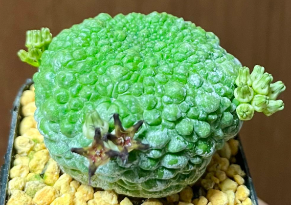 Pseudolithos Migiurtinus 10 Pieces Seeds