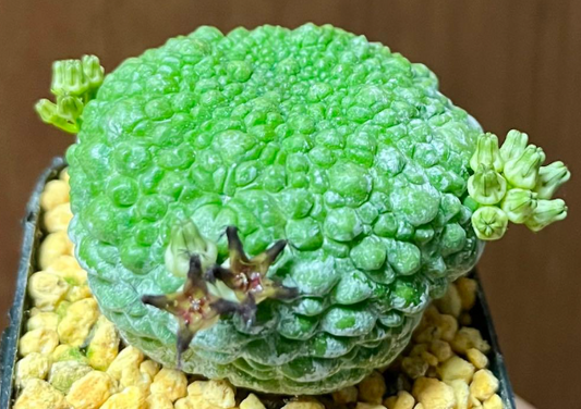 Pseudolithos Migiurtinus 10 Pieces Seeds