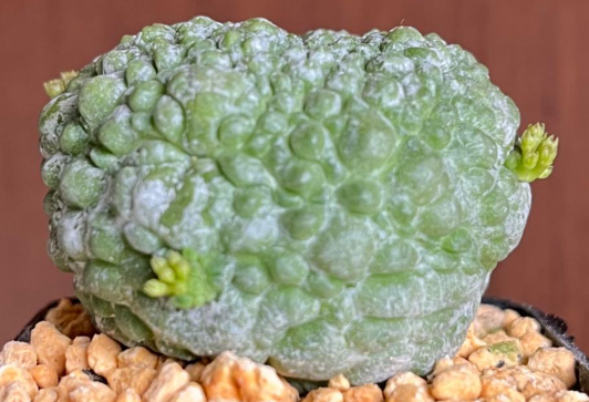 Pseudolithos Migiurtinus 10 Pieces Seeds