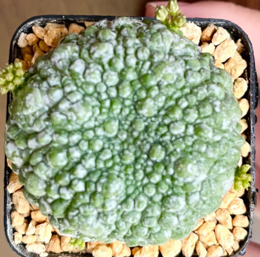 Pseudolithos Migiurtinus 10 Pieces Seeds