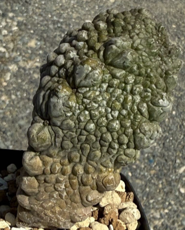 Pseudolithos harardheranus 5 Pieces Seeds