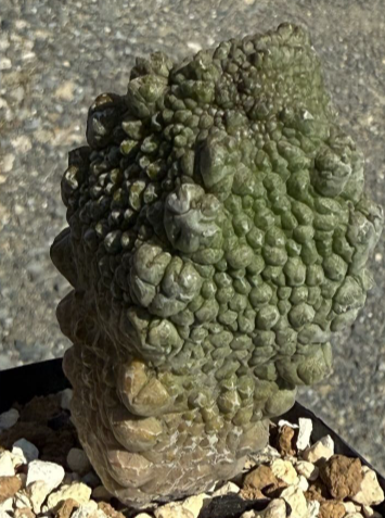 Pseudolithos harardheranus 5 Pieces Seeds