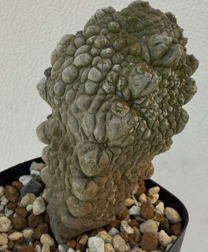 Pseudolithos harardheranus 5 Pieces Seeds