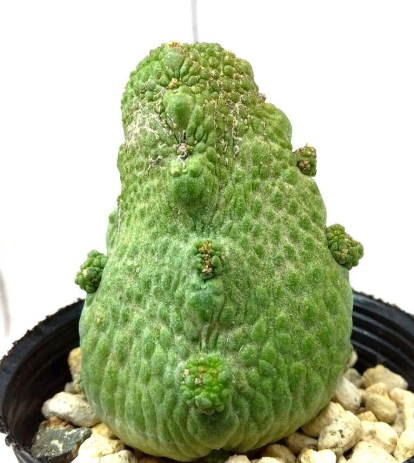 Pseudolithos haraldii 5 Pieces Seeds