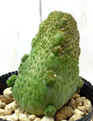 Pseudolithos haraldii 5 Pieces Seeds