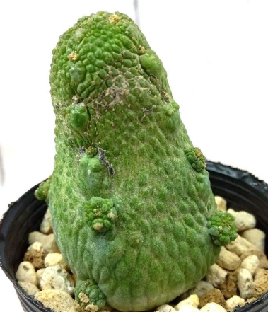 Pseudolithos haraldii 5 Pieces Seeds
