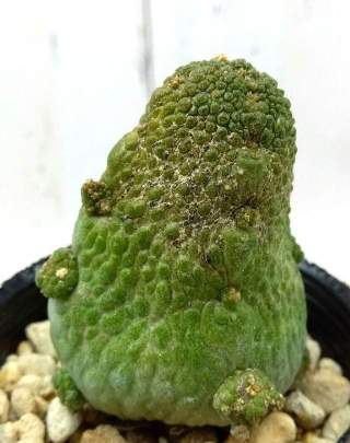 Pseudolithos haraldii 5 Pieces Seeds