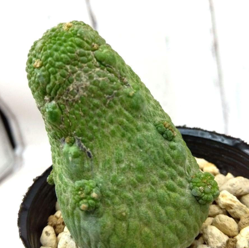 Pseudolithos haraldii 5 Pieces Seeds