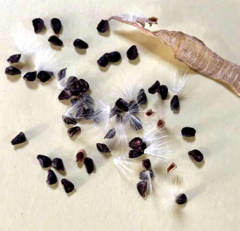 Pseudolithos haraldii 5 Pieces Seeds