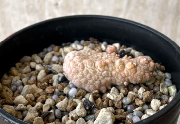 Pseudolithos Caput-viperae 10 Pieces Seeds