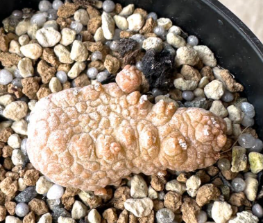 Pseudolithos Caput-viperae 10 Pieces Seeds