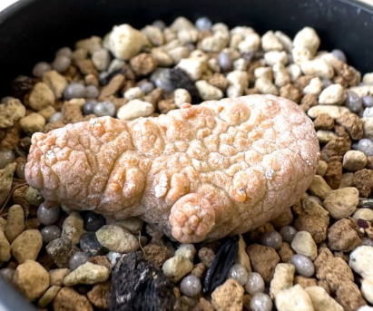 Pseudolithos Caput-viperae 10 Pieces Seeds