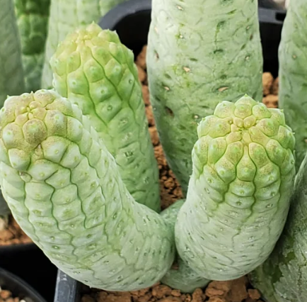 Lavrania haagnerae 4 Pieces Seeds