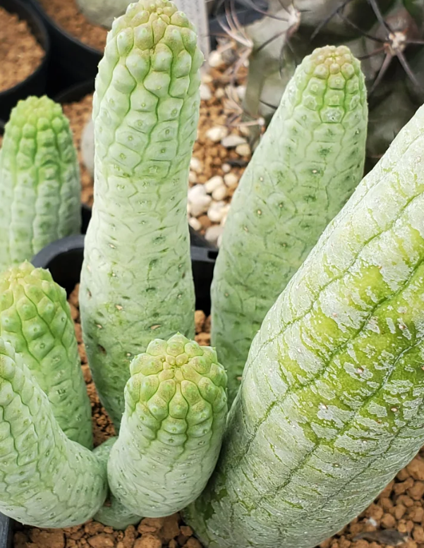 Lavrania haagnerae 4 Pieces Seeds