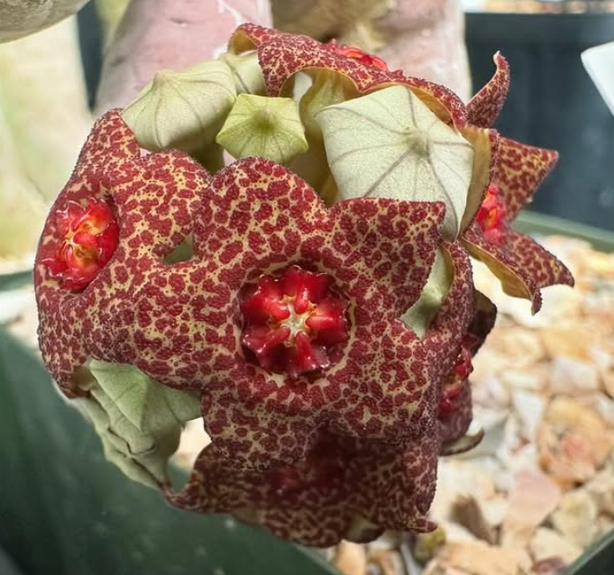 Lavrania haagnerae 4 Pieces Seeds